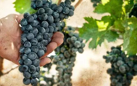'la Vigna' מלון 4*
