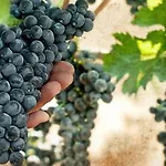 'la Vigna' Ξενοδοχείο 4*