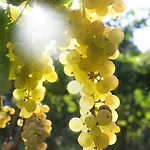 'la Vigna' Προτσίντα