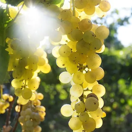 'la Vigna' 프로치다