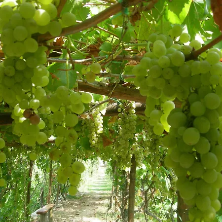 'la Vigna' 4*