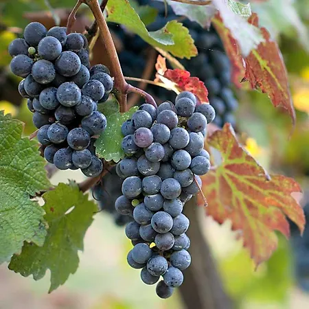 호텔 'la Vigna' 4*