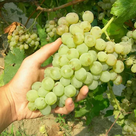 Отель 'la Vigna' Прочида